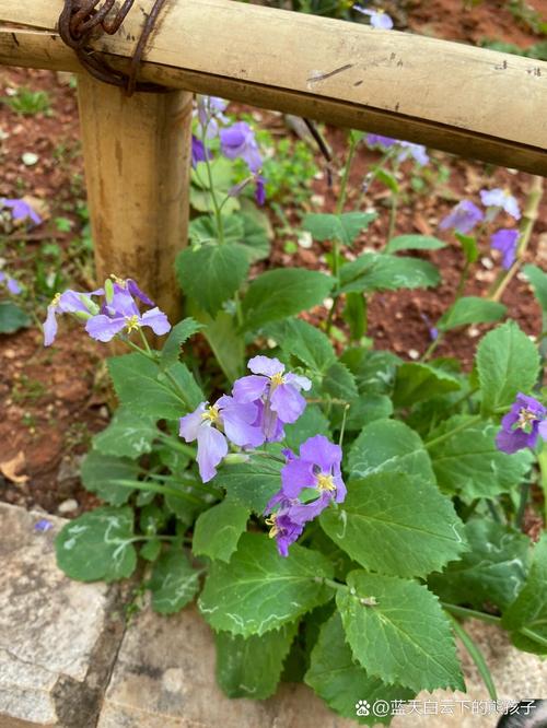 二月兰的功效与作用，二月兰的功效和作用？-第5张图片-优品飞百科