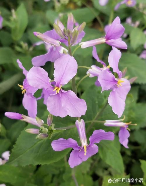 二月兰的功效与作用，二月兰的功效和作用？-第6张图片-优品飞百科