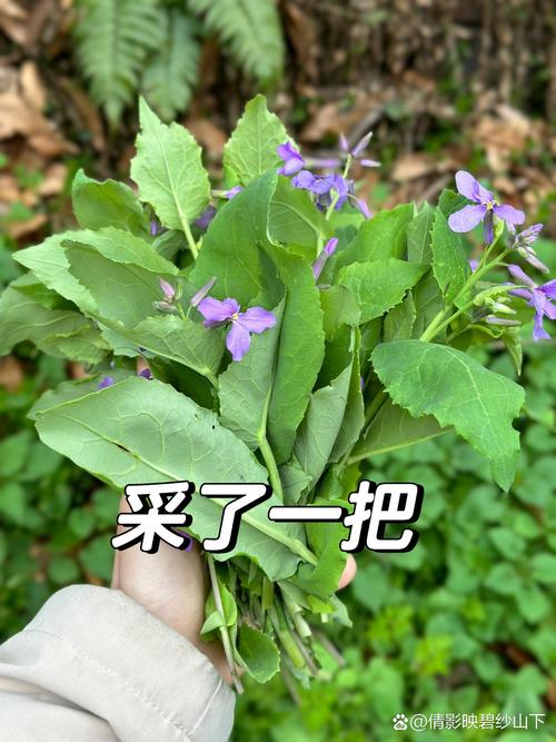 二月兰的功效与作用，二月兰的功效和作用？-第7张图片-优品飞百科