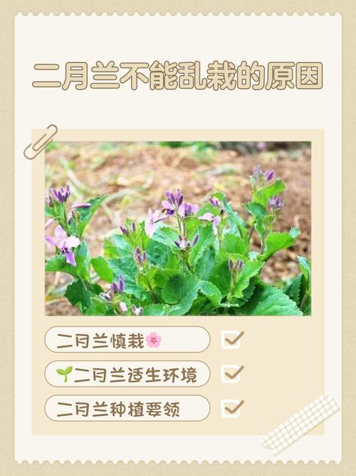 二月兰的功效与作用，二月兰的功效和作用？-第8张图片-优品飞百科
