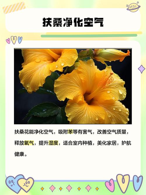 扶桑的功效与作用？扶桑是药材吗？