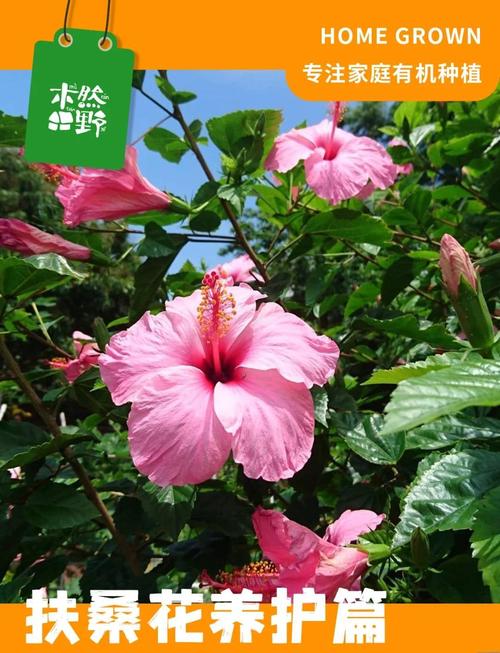 扶桑的功效与作用？扶桑是药材吗？-第2张图片-优品飞百科