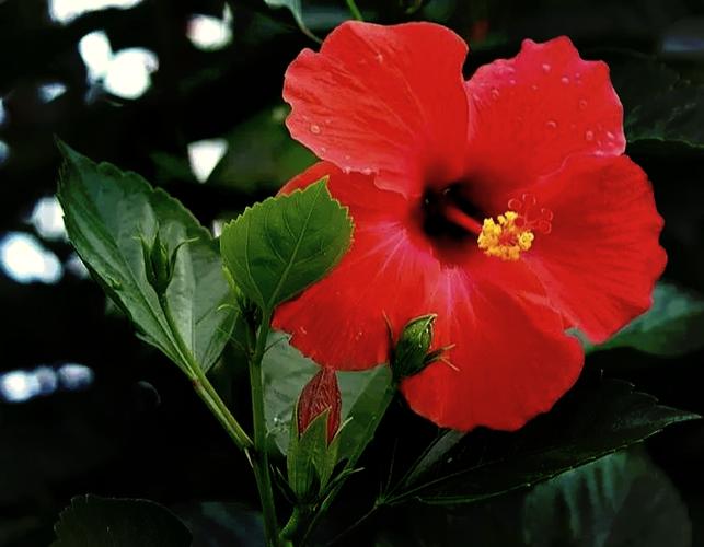 扶桑的功效与作用？扶桑是药材吗？-第3张图片-优品飞百科