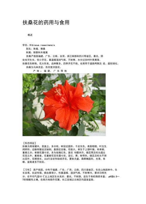 扶桑的功效与作用？扶桑是药材吗？-第4张图片-优品飞百科