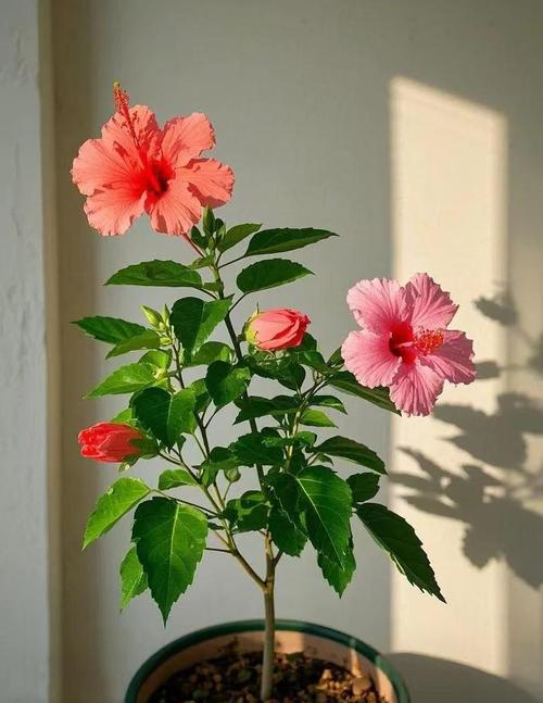 扶桑的功效与作用？扶桑是药材吗？-第5张图片-优品飞百科