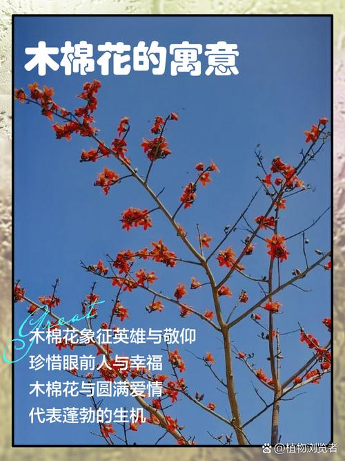木棉花象征什么意义，木棉花象征什么意思啊？-第1张图片-优品飞百科