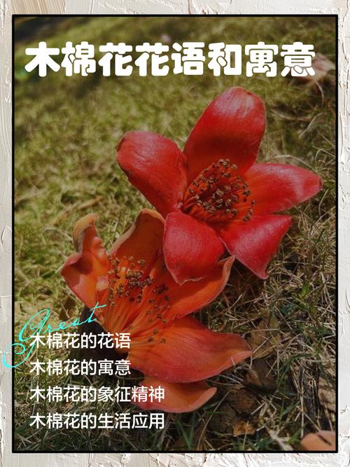 木棉花象征什么意义，木棉花象征什么意思啊？-第2张图片-优品飞百科