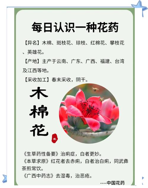 木棉花象征什么意义，木棉花象征什么意思啊？-第3张图片-优品飞百科