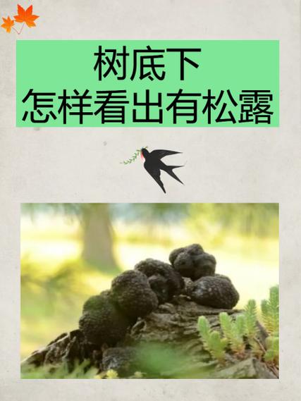 松露的养殖方法，松露的养殖方法有哪些-第2张图片-优品飞百科