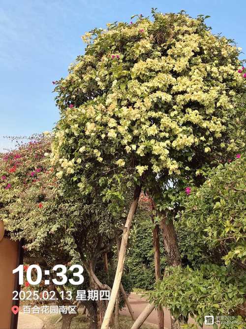 宜宾适合养什么花，市花和市树是什么，宜宾市的市花-第1张图片-优品飞百科