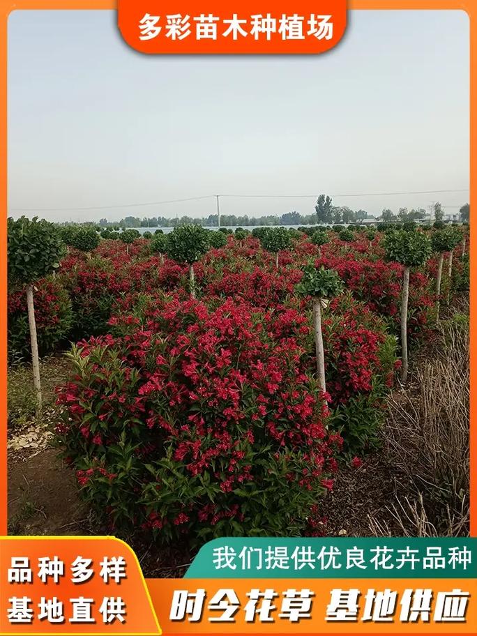 宜宾适合养什么花，市花和市树是什么，宜宾市的市花-第2张图片-优品飞百科
