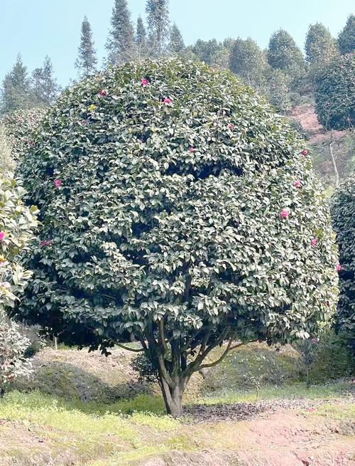 宜宾适合养什么花，市花和市树是什么，宜宾市的市花-第3张图片-优品飞百科