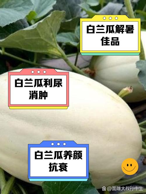 白兰瓜的功效与作用?白兰瓜的功效与作用及禁忌?-第2张图片-优品飞百科 白兰瓜的功效与作用?白兰瓜的功效与作用及禁忌?-第2张图片-优品飞百科