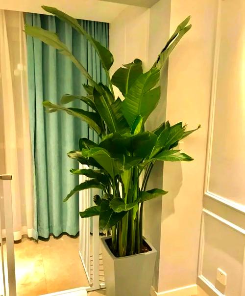 入户门口放什么植物好，入户门口放什么植物好这八种植物适合放在入户门口？-第2张图片-优品飞百科