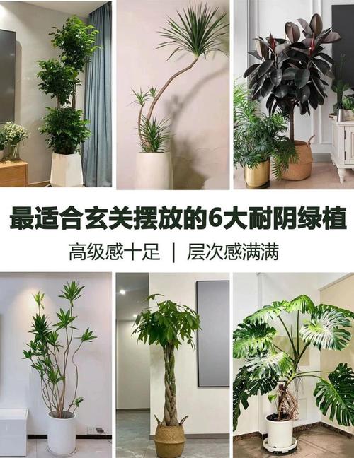 入户门口放什么植物好，入户门口放什么植物好这八种植物适合放在入户门口？-第3张图片-优品飞百科