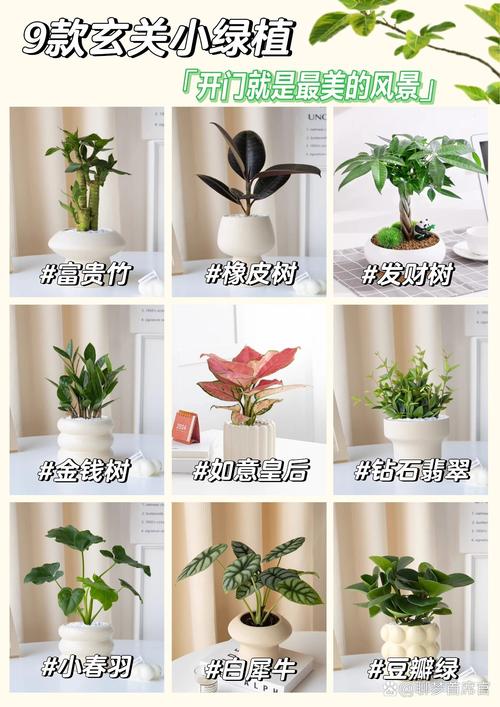 入户门口放什么植物好，入户门口放什么植物好这八种植物适合放在入户门口？-第6张图片-优品飞百科