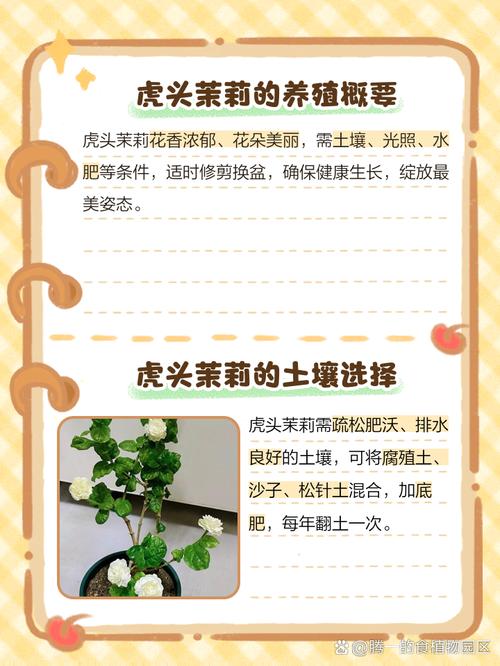 虎头茉莉的养殖方法和注意事项？虎头茉莉的养殖方法和注意事项视频？