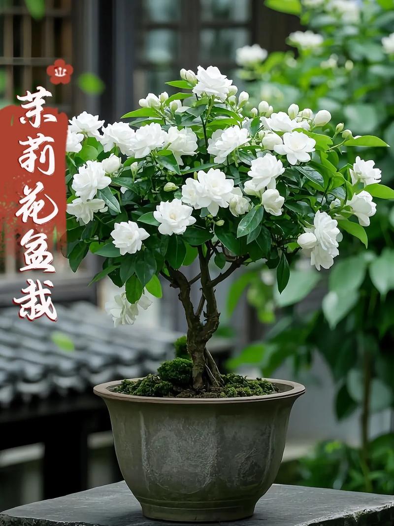 虎头茉莉的养殖方法和注意事项？虎头茉莉的养殖方法和注意事项视频？-第2张图片-优品飞百科