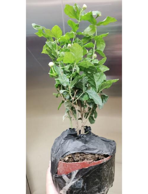 虎头茉莉的养殖方法和注意事项？虎头茉莉的养殖方法和注意事项视频？-第4张图片-优品飞百科