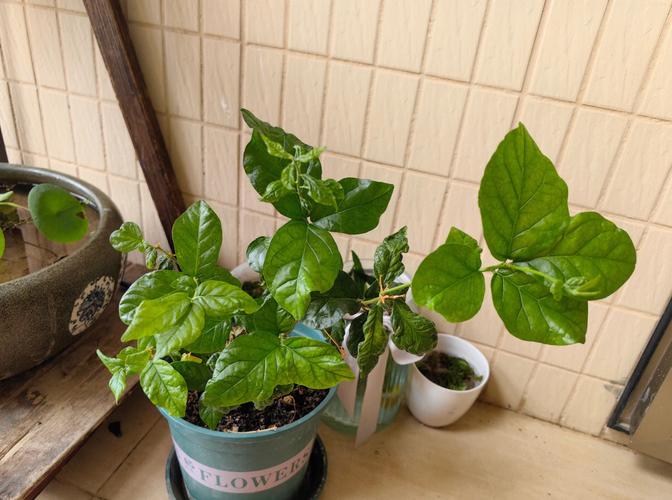 虎头茉莉的养殖方法和注意事项？虎头茉莉的养殖方法和注意事项视频？-第5张图片-优品飞百科