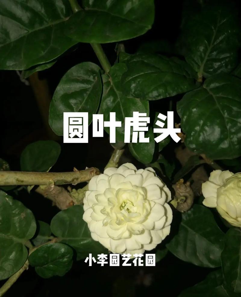 虎头茉莉的养殖方法和注意事项？虎头茉莉的养殖方法和注意事项视频？-第7张图片-优品飞百科