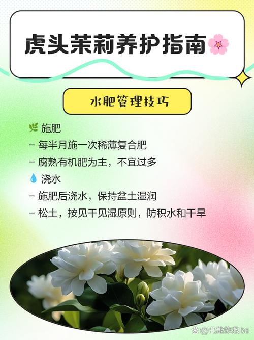 虎头茉莉的养殖方法和注意事项？虎头茉莉的养殖方法和注意事项视频？-第6张图片-优品飞百科