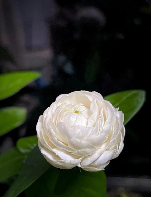 虎头茉莉的养殖方法和注意事项？虎头茉莉的养殖方法和注意事项视频？-第8张图片-优品飞百科