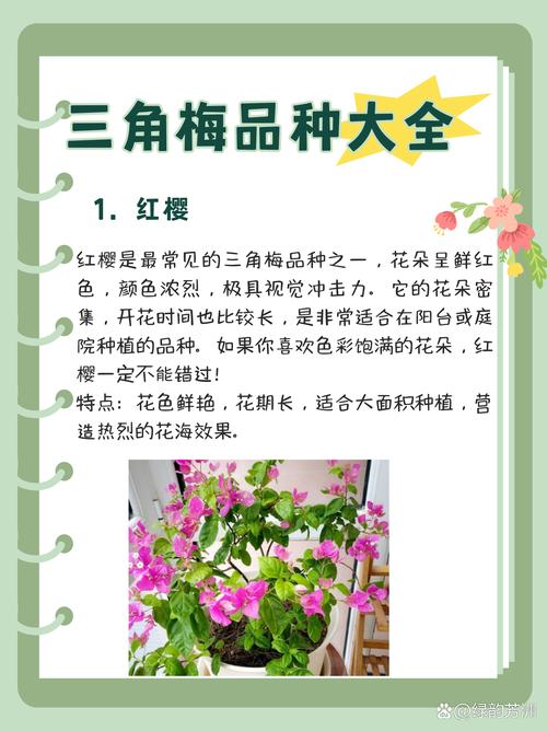 三角梅的功效和作用，三角梅有什么功效？-第1张图片-优品飞百科