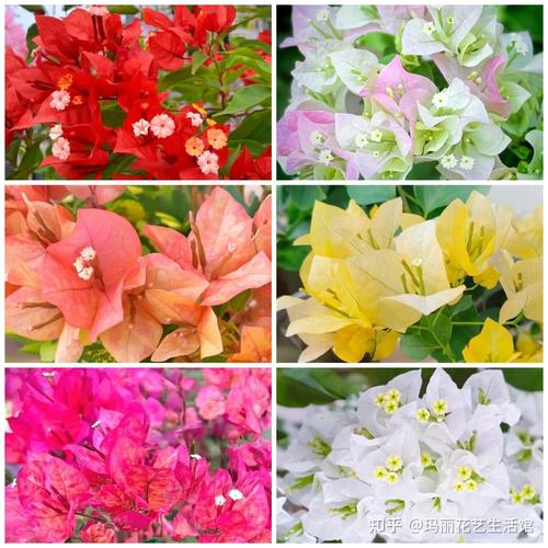 三角梅的功效和作用，三角梅有什么功效？-第2张图片-优品飞百科