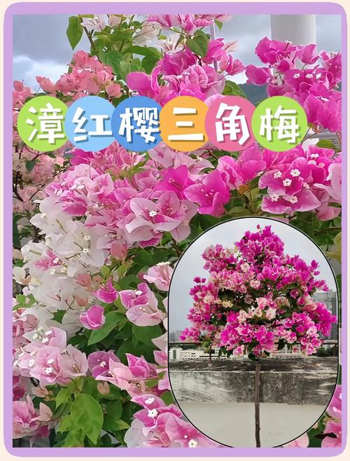 三角梅的功效和作用，三角梅有什么功效？-第3张图片-优品飞百科