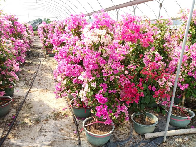 三角梅的功效和作用，三角梅有什么功效？-第4张图片-优品飞百科