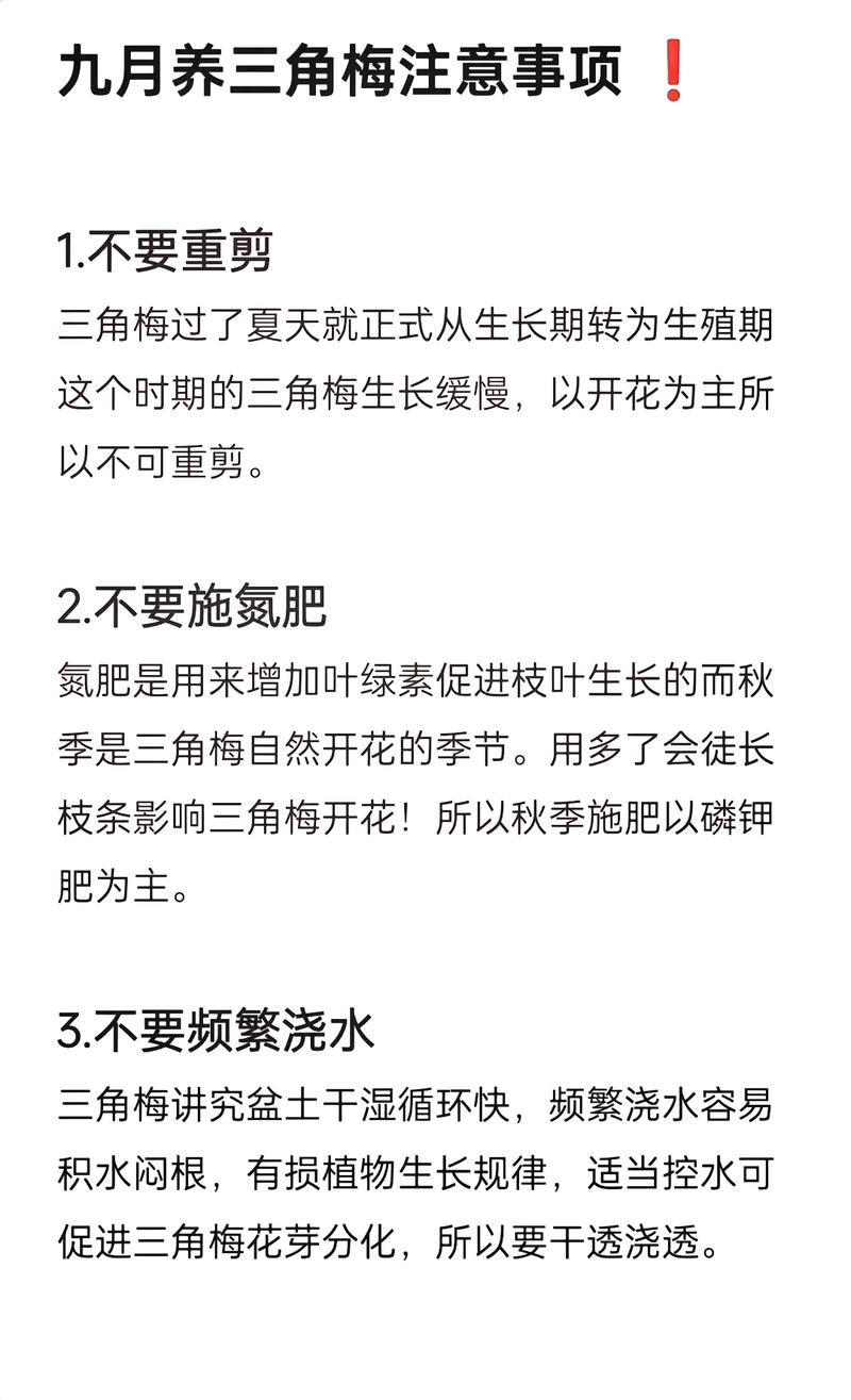 三角梅的功效和作用，三角梅有什么功效？-第6张图片-优品飞百科