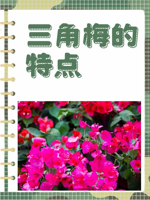 三角梅的功效和作用，三角梅有什么功效？-第7张图片-优品飞百科