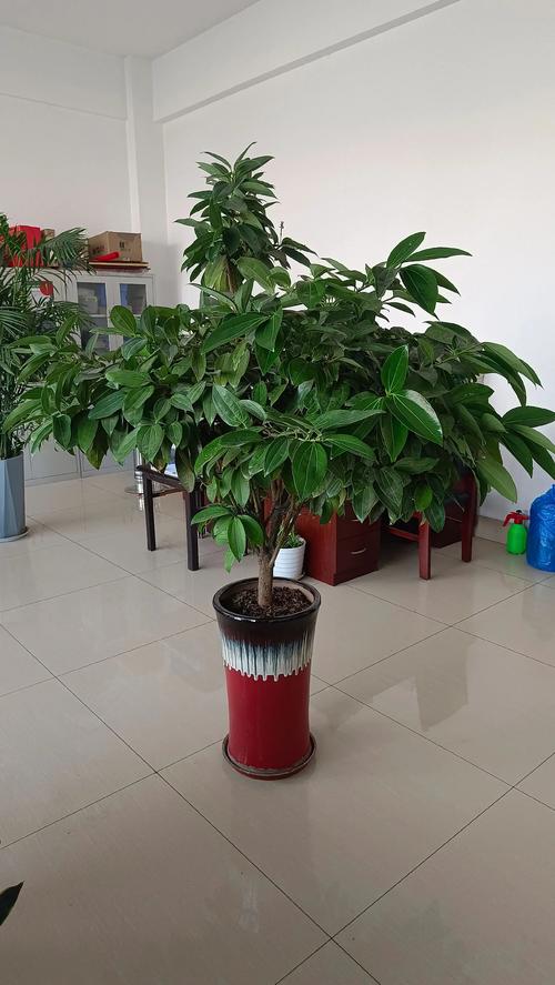 四季常青又耐寒的绿植？四季常青又耐寒的绿植盆栽？