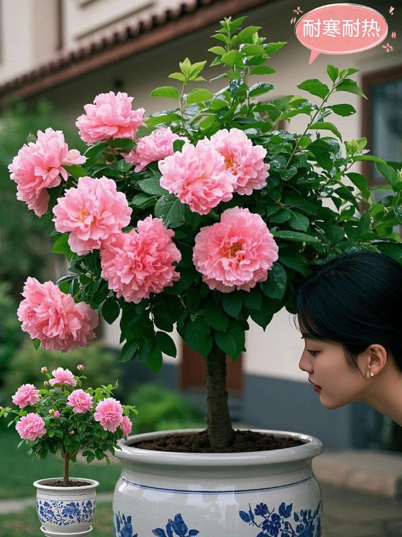 四季常青又耐寒的绿植？四季常青又耐寒的绿植盆栽？-第2张图片-优品飞百科