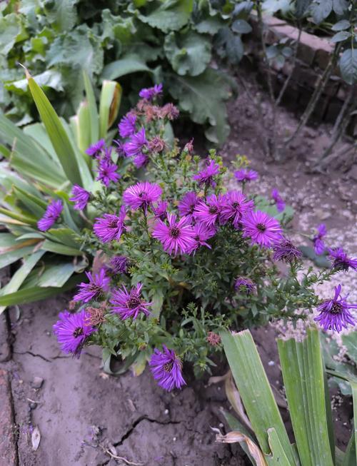 四季常青又耐寒的绿植？四季常青又耐寒的绿植盆栽？-第3张图片-优品飞百科