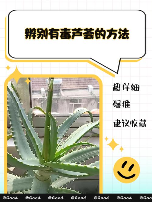 芦荟上面的刺有毒吗，被扎到怎么处理，芦荟的刺扎手了怎么办？-第1张图片-优品飞百科