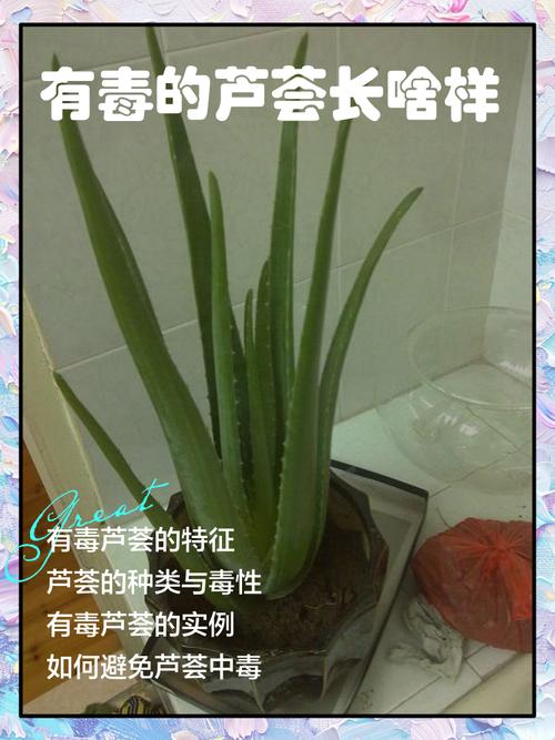 芦荟上面的刺有毒吗，被扎到怎么处理，芦荟的刺扎手了怎么办？-第2张图片-优品飞百科