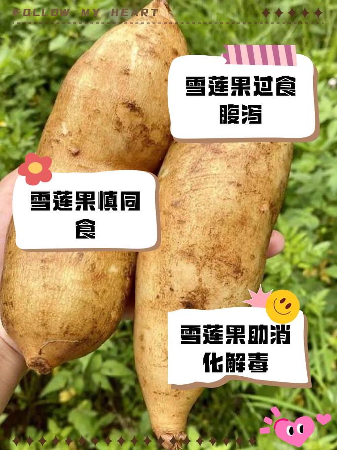 雪莲果和红薯的区别，雪莲果图片，雪莲果和红薯的区别在哪