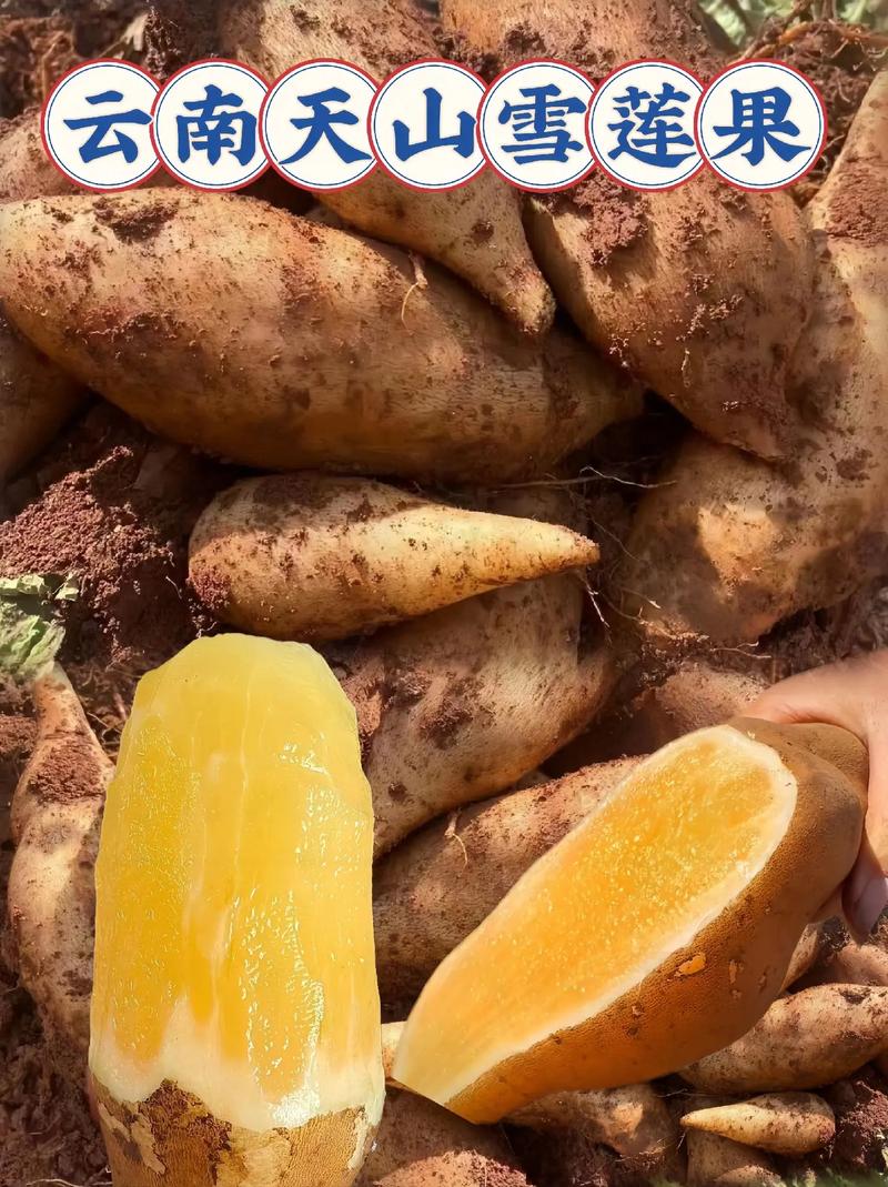 雪莲果和红薯的区别,雪莲果图片,雪莲果和红薯的区别在哪-第3张图片-优品飞百科 雪莲果和红薯的区别,雪莲果图片,雪莲果和红薯的区别在哪-第3张图片-优品飞百科