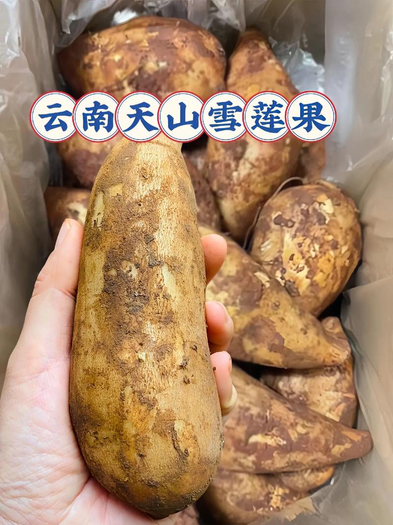 雪莲果和红薯的区别,雪莲果图片,雪莲果和红薯的区别在哪-第7张图片-优品飞百科 雪莲果和红薯的区别,雪莲果图片,雪莲果和红薯的区别在哪-第7张图片-优品飞百科