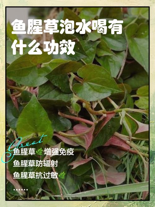 鱼腥草的作用？鱼腥草的作用和功能主治鱼腥草怎么吃？