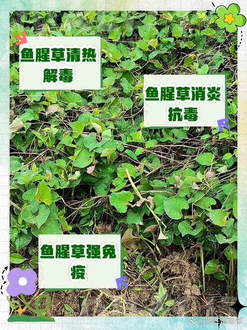 鱼腥草的作用?鱼腥草的作用和功能主治鱼腥草怎么吃?-第2张图片-优品飞百科 鱼腥草的作用?鱼腥草的作用和功能主治鱼腥草怎么吃?-第2张图片-优品飞百科