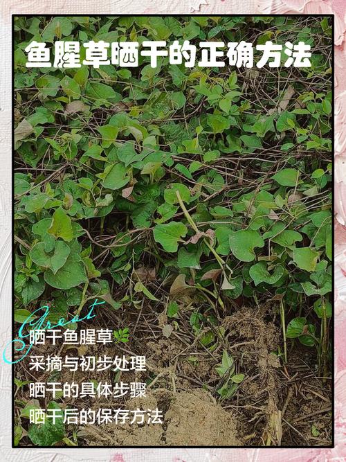 鱼腥草的作用?鱼腥草的作用和功能主治鱼腥草怎么吃?-第4张图片-优品飞百科 鱼腥草的作用?鱼腥草的作用和功能主治鱼腥草怎么吃?-第4张图片-优品飞百科