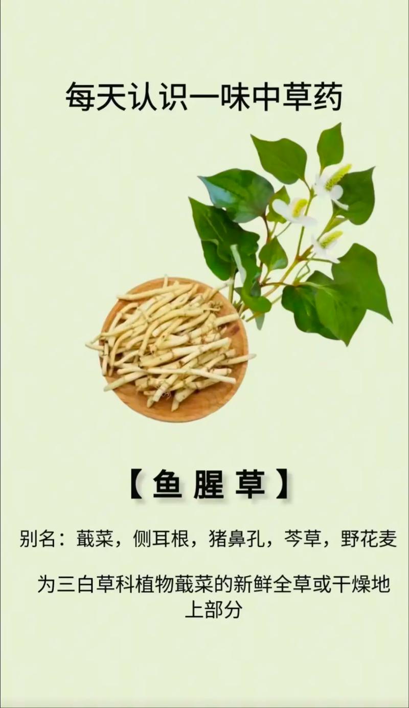 鱼腥草的作用?鱼腥草的作用和功能主治鱼腥草怎么吃?-第5张图片-优品飞百科 鱼腥草的作用?鱼腥草的作用和功能主治鱼腥草怎么吃?-第5张图片-优品飞百科