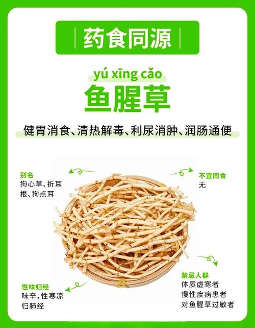 鱼腥草的作用?鱼腥草的作用和功能主治鱼腥草怎么吃?-第6张图片-优品飞百科 鱼腥草的作用?鱼腥草的作用和功能主治鱼腥草怎么吃?-第6张图片-优品飞百科