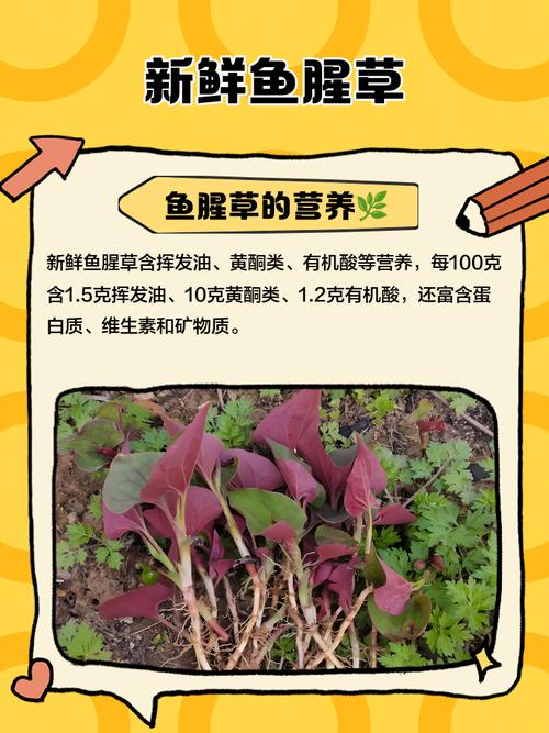 鱼腥草可以吃几天，吃鱼腥草要注意什么？鱼腥草吃多久停一停？-第2张图片-优品飞百科