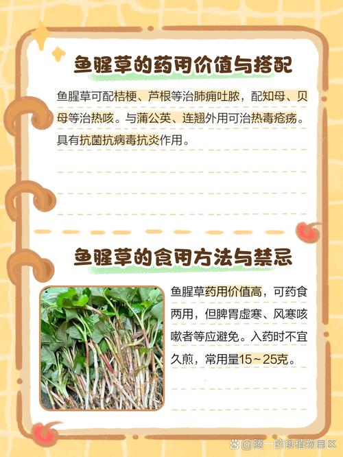 鱼腥草可以吃几天，吃鱼腥草要注意什么？鱼腥草吃多久停一停？-第5张图片-优品飞百科