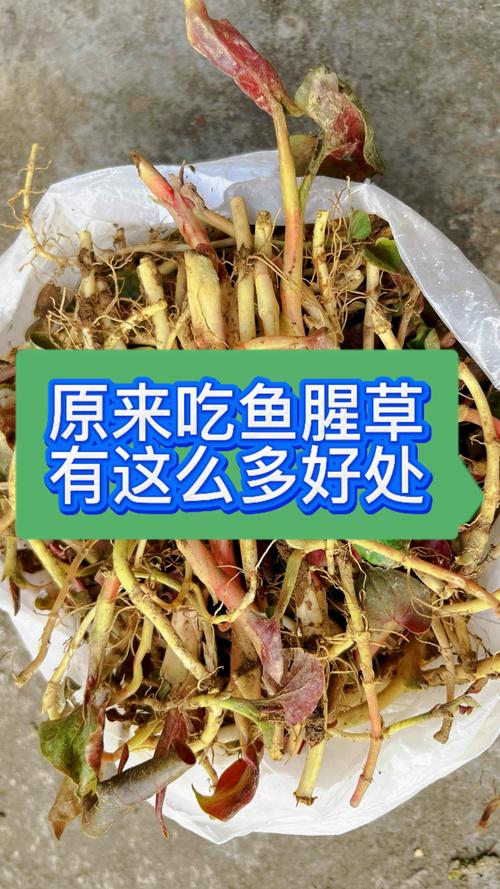 鱼腥草可以吃几天，吃鱼腥草要注意什么？鱼腥草吃多久停一停？-第6张图片-优品飞百科