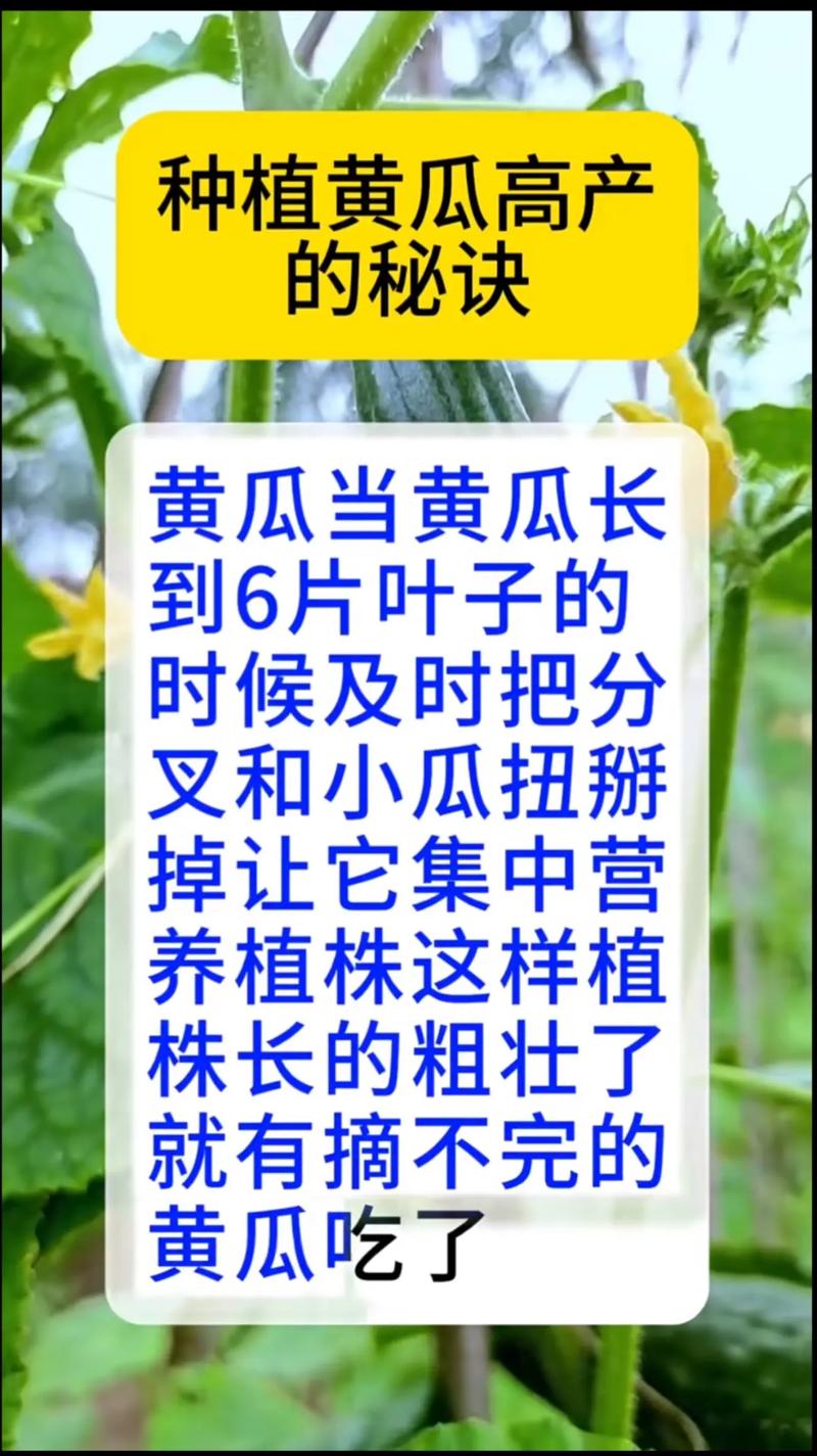 黄瓜种植方法，黄瓜种植方法与技巧